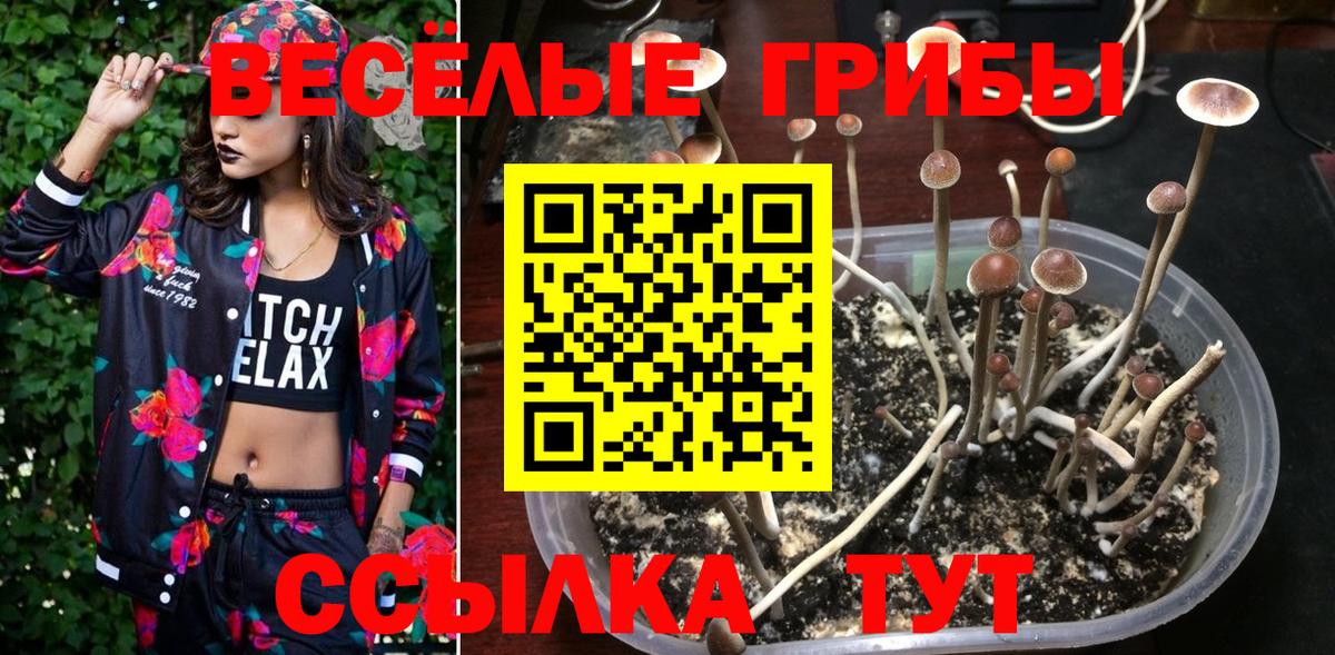 Галлюциногенные грибы Cubensis  Вход с VPN  Ростов Великий 